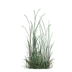wild field grass, isolated on a transparent background, 3D illustration, cg render
