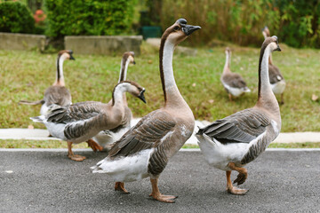 Obraz premium Goose flock in the garden, Geese feeding on green meadows in summertime.