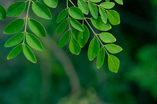 green leaves background