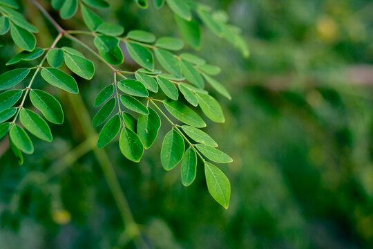 green Moringa leaves background