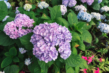 Purple flowers in the garden