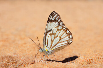 Fototapeta na wymiar A brown-veined white (Belenois aurota) butterfly sitting on sand, South Africa.