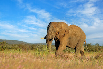 Fototapeta na wymiar Large African elephant bull (Loxodonta africana), Etosha National Park, Namibia.