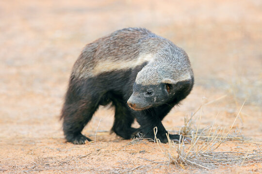 An alert honey badger (Mellivora capensis), Kalahari desert, South Africa.