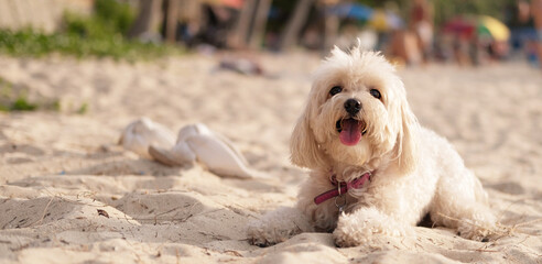 Dog on the beach, a small white dog of the Havana Bichon breed is resting on the beach, lying on the sand and looking at the camera. Traveling with pets. - Powered by Adobe