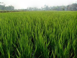 beautiful view of green rice fields