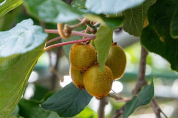 Kiwi fruits are ripe in Japan.