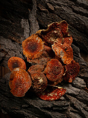 Dried red fly agaric. On the bark. View from above.