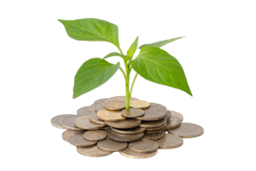 plants grow from coins isolated on white background