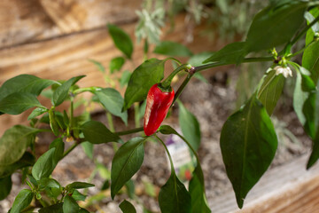 A view of a red jalapeño pepper plant.