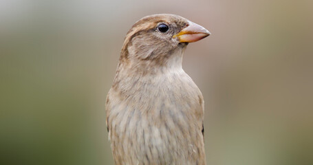 Passer domesticus