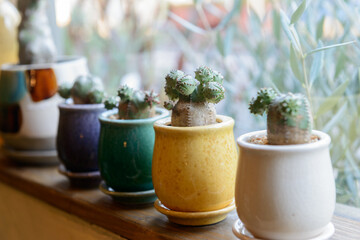 窓辺に飾られた多肉植物　インテリア　サボテン