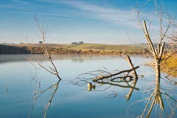 Trunks and branches of several dry and fallen trees, which are reflected in the calm waters of a lagoon.