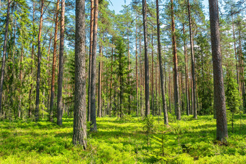 Fototapeta na wymiar Pine forest view. Estonia