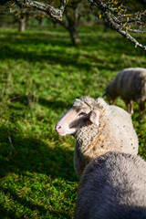 Schafe auf einer gr&uuml;nen Wiese einer Steuobstwiese