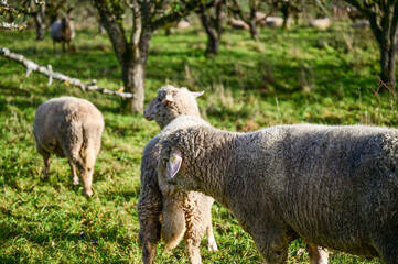 Naklejka na ściany i meble Schafe auf einer grünen Wiese einer Steuobstwiese