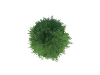 White Cedar Thuja top view png alpha channel, top view, view above, above, cut, cutted, isolate,...