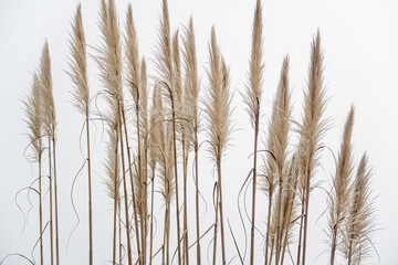 Cortaderia selloana. Dusters from the Carrizo de la Pampa plant.