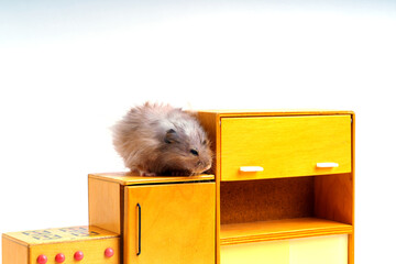 Obraz premium Long-haired Syrian hamster of gray color on toy wooden furniture