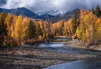 Fototapeta na wymiar Autumn yellow trees by the river. Colorado. United States