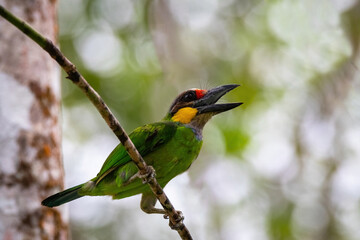 beautiful golden-whiskered barbet