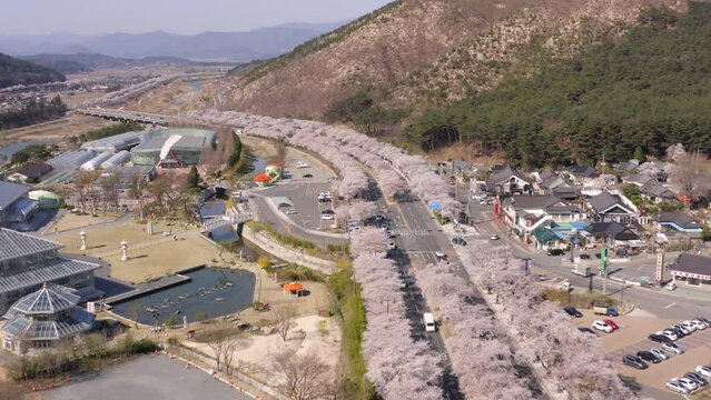 Cherry Blossom Aerial View at Bomun Park, Gyeongju, South Korea, 