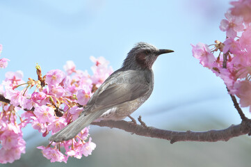 河津の河津桜とヒヨドリ