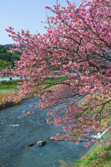河津の河津桜