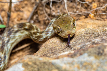 Cat-eyed Snake, Madagascarophis colubrinus is a species of snake of the family Pseudoxyrhophiidae, nocturnal snake, Isalo, Madagascar wildlife animal