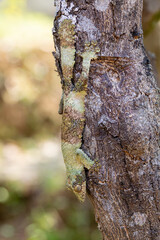 Fototapeta premium Uroplatus sikorae, mossy leaf-tailed gecko or the southern flat-tail gecko, is species of Cites protected endemic lizard in the family Gekkonidae. Ranomafana National Park, Madagascar wildlife animal.