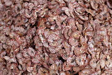 Dried betel nuts arranged for sale