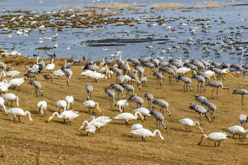 Fototapeta na wymiar Whooper swans and cranes on the shore of a lake