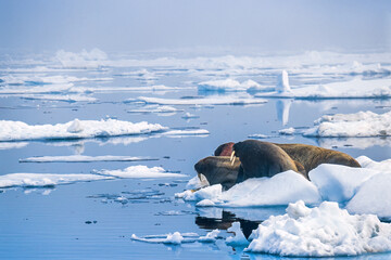Walrus resting on drift ice in arctic © Lars Johansson