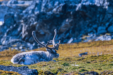 Svalbard Reindeer bull with big antlers in a rocky landscape