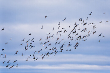 Flock of little auk flying in the sky
