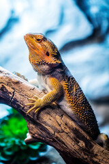 bearded dragon