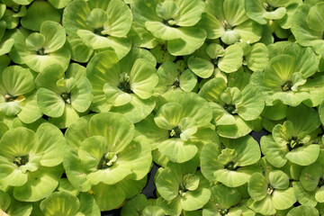 Water lettuce growth closeup background