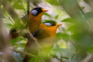 beautiful of a male and female silver-eared mesia