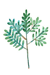fluffy branch of green leaves watercolor clipart on white. Hand drawn illustration of summer greenery.