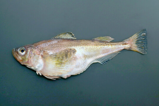 Fish Body of Sail sandfish (Hatahata), black background photography.