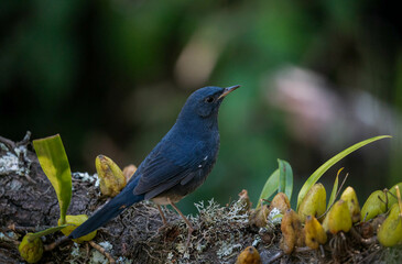 White-bellied redstart on a branch.