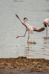 flamingos on lake baringo kena
