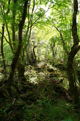 dense primeval forest in spring