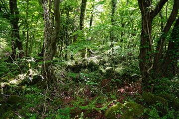 dense primeval forest in spring