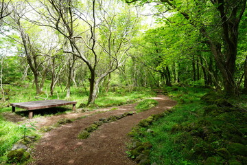 bench in deep forest
