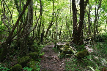 spring path through mossy rocks and old trees