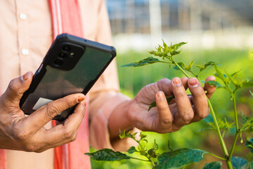 focus on hand, close up shot of farmer hands checking growth of plants from mobile phone at green house - concept of technology, application and modern farming