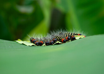 beautiful caterpillar with yellow lines along body