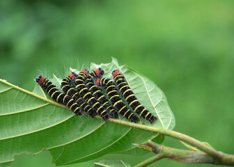 beautiful caterpillar with yellow lines along body
