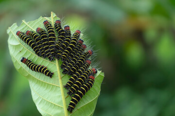 beautiful caterpillar with yellow lines along body